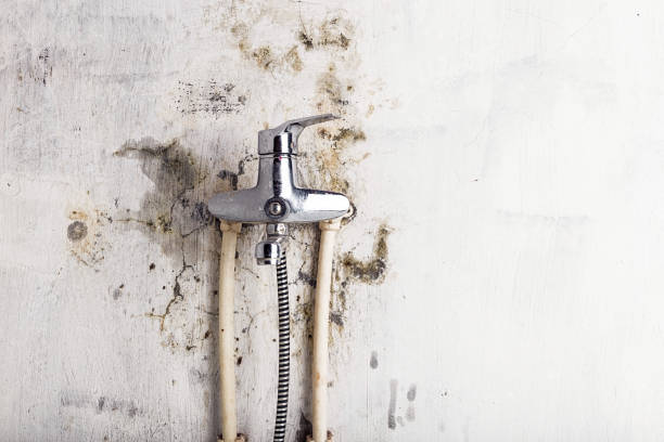 Best Toxic Mold Removal  in Wales, WI