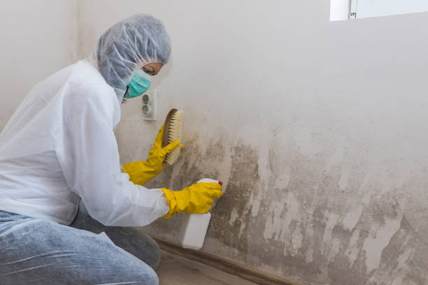 Best Mold Testing  in Wales, WI