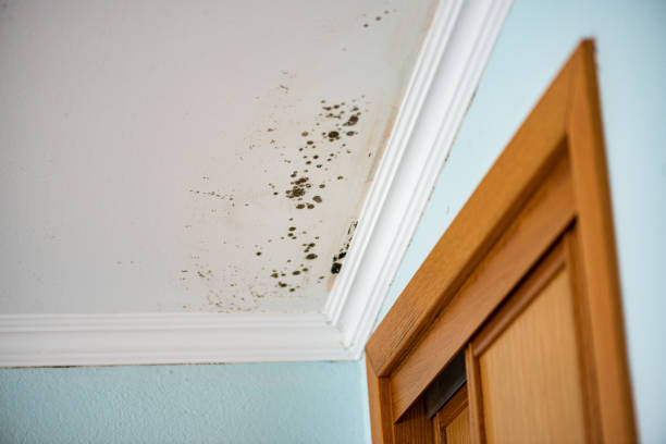 Best Mold Removal Specialists  in Wales, WI