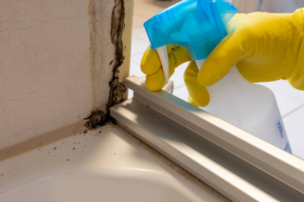 Best Mold Removal Specialists  in Wales, WI