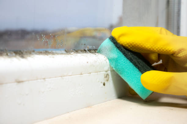 Best Mold Testing and Removal  in Wales, WI