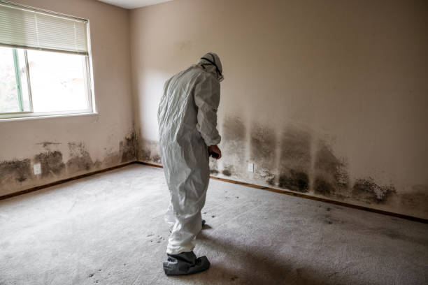 Best Same-Day Mold Removal  in Wales, WI
