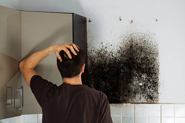 Best Mold Removal Process  in Wales, WI