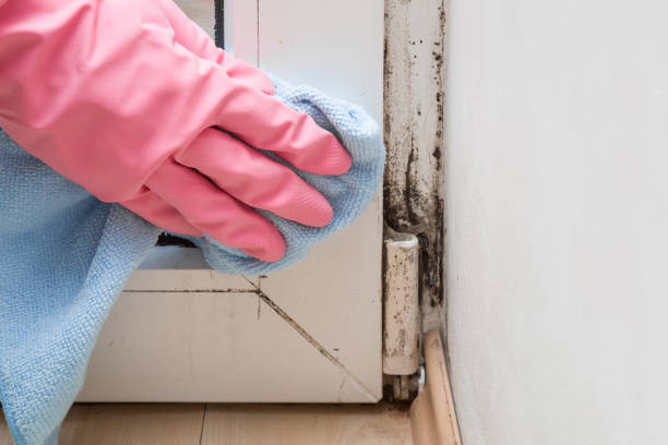 Best Crawl Space Mold Removal  in Wales, WI